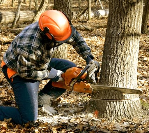 Tree Removal in Lowpoint, IL